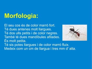 Morfologia:
El seu cos és de color marró fort.
Té dues antenes molt llargues.
Té dos ulls petits i de color negres.
També té dues mandíbules afilades.
És molt petita.
Té sis potes llargues i de color marró fluix.
Medeix com un cm de llargua i tres mm d' alta.
 