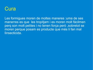 Cura
Les formigues moren de moltes maneres :uma de ses
manerres es que les tropitjam i es moren molt fàcilmen
perq son molt petites i no tenen força però ,sobretot se
moren perque posam es producte que més li fan mal
lìnsecticida.
 
