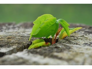 La force de_la_nature