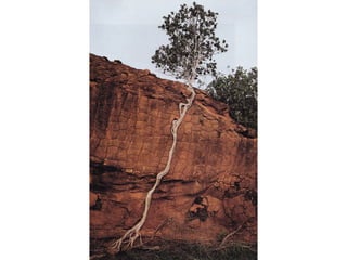 La force de_la_nature