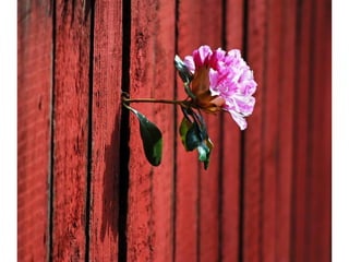 La force de la nature