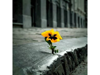 La force de la nature