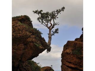 La force de la nature