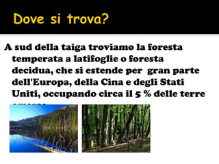 A sud della taiga troviamo la foresta
 temperata a latifoglie o foresta
 decidua, che si estende per gran parte
 dell'Europa, della Cina e degli Stati
 Uniti, occupando circa il 5 % delle terre
 emerse.
 