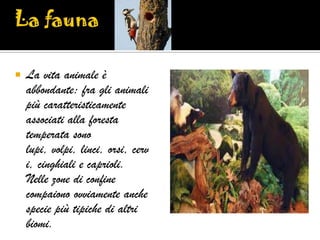    La vita animale è
    abbondante: fra gli animali
    più caratteristicamente
    associati alla foresta
    temperata sono
    lupi, volpi, linci, orsi, cerv
    i, cinghiali e caprioli.
    Nelle zone di confine
    compaiono ovviamente anche
    specie più tipiche di altri
    biomi.
 