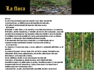 Flora
La foresta temperata possiede solo due strati di
vegetazione, a differenza di quella tropicale.
Gli alberi principali di questo bioma sono:
- Il Faggio =
Il faggio è alto fino a 40 metri, con chioma larga e a cupola.
Il frutto, detto faggiola, è simile al riccio di castagno, ma gli
aculei non pungono in quanto più morbidi e arrotondati.
Predilige terreni argillosi e ben arieggiati in zone a clima
umido e riparate dai rigidi geli invernali.
È frequente in Europa centrale e occidentale dove
rappresenta un'importante essenza boschiva.
- La Quercia =
Le querce ( Quercus spp. ) sono alberi o arbusti alti fino a 40
metri.
La quercia può vivere dai 500 ai 1000 anni. I frutti sono
ghiande di forma allungata, protette alla base da un
involucro a forma di coppa.
Sono diffuse nelle zone montane tropicali
(Messico, Himalaya, Indonesia), nei climi di tipo
mediterraneo (California, Bacino Mediterraneo) e in quelli
temperati (Nord America, Asia, Europa). La quercia è
utilizzata per legname da c
ostruzione, scale, pavimenti, mobili, botti e traverse
 