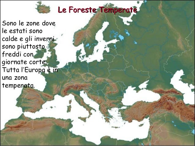 Dove Si Trova La Foresta Temperata La foresta temperata