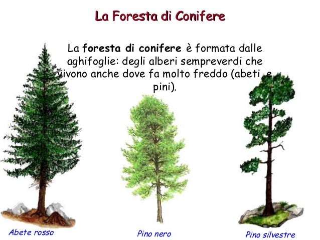 Dove Si Trova La Foresta Temperata La foresta temperata