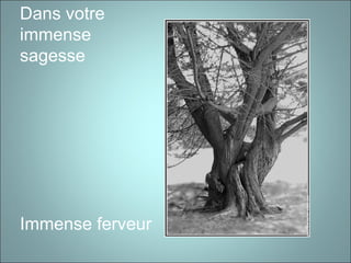 Dans votre
immense
sagesse
Immense ferveur
 