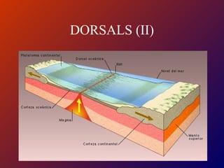 DORSALS (II)
 