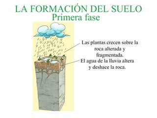 LA FORMACIÓN DEL SUELO
      Primera fase

           Las plantas crecen sobre la
                  roca alterada y
                   fragmentada.
           El agua de la lluvia altera
               y deshace la roca.
 