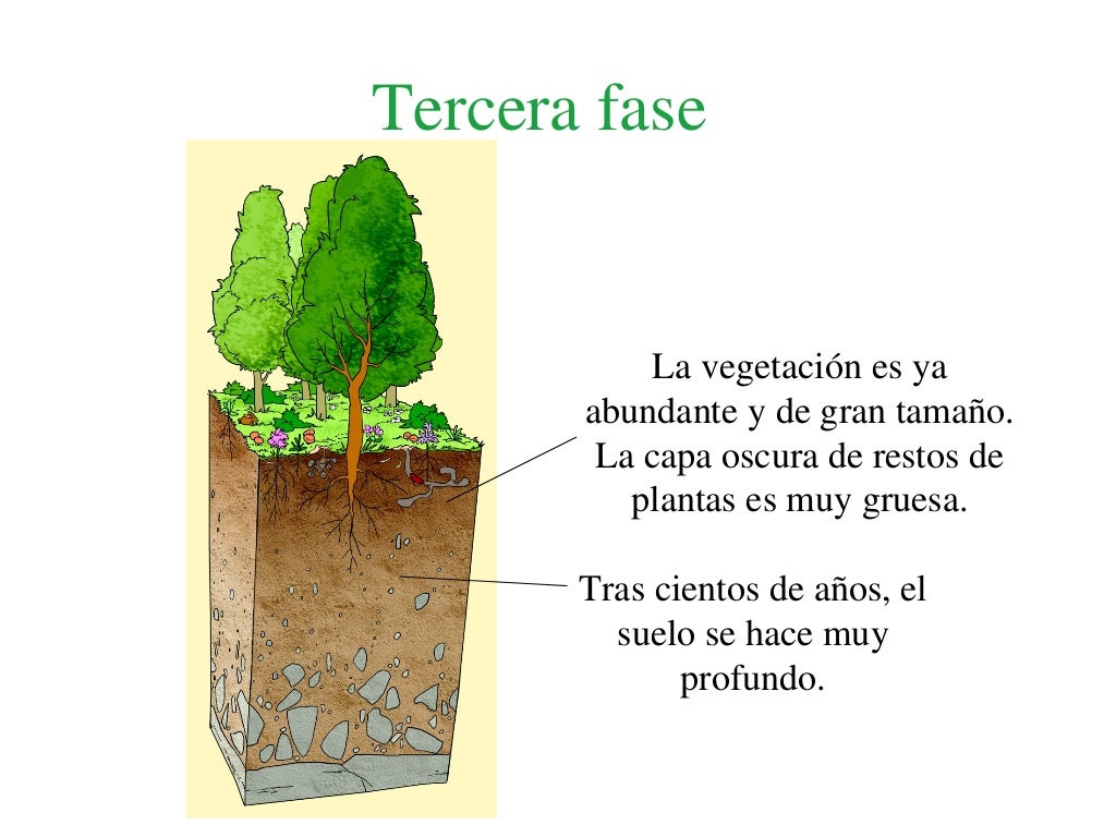 La formación del suelo