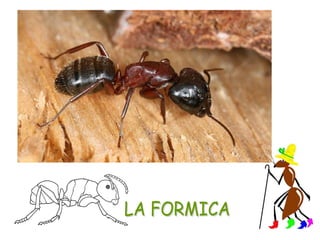 La formica e la cicala