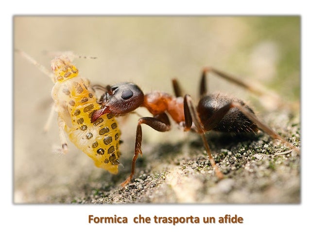 La Formica Regina Esce Dal Formicaio