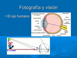 Fotografía y visión
 El ojo humano

 