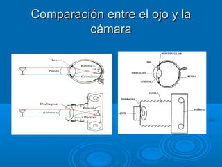 Comparación entre el ojo y la
cámara

 