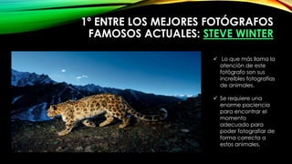 1º ENTRE LOS MEJORES FOTÓGRAFOS
FAMOSOS ACTUALES: STEVE WINTER
 Lo que más llama la
atención de este
fotógrafo son sus
increíbles fotografías
de animales.
 Se requiere una
enorme paciencia
para encontrar el
momento
adecuado para
poder fotografiar de
forma correcta a
estos animales.
 