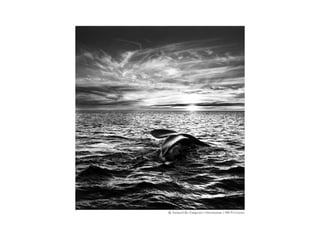 Historia de la fotografía. Técnicas y recursos expresivos