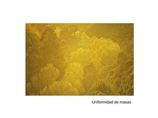 Uniformidad de masas
 
