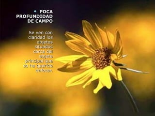 POCA
       
PROFUNDIDAD
   DE CAMPO

     Se ven con
    claridad los
         objetos
        situados
       cerca del
           objeto
   principal que
  se ha querido
        enfocar.
 