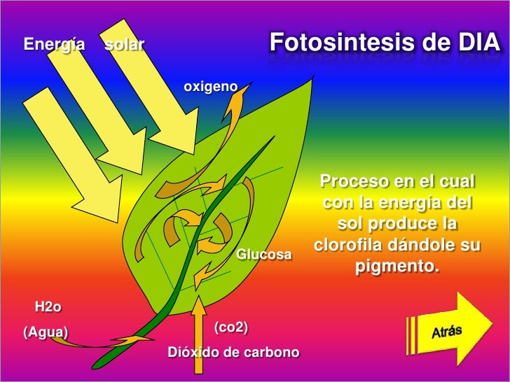 Que es fotosintesis la Que es fotosintesis la