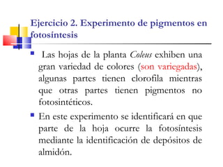 Ejercicio 2. Experimento de pigmentos en
fotosíntesis
 Las hojas de la planta Coleus exhiben una
gran variedad de colores (son variegadas),
algunas partes tienen clorofila mientras
que otras partes tienen pigmentos no
fotosintéticos.
 En este experimento se identificará en que
parte de la hoja ocurre la fotosíntesis
mediante la identificación de depósitos de
almidón.
 