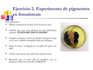 Ejercicio 2. Experimento de pigmentos
en fotosíntesis
Procedimiento:
 Dibuje el patrón de colores de la hoja de Coleus.
 Caliente un vaso con alcohol en una plataforma
caliente. TENGA MUCHO CUIDADO.
 Cuando comience a hervir el alcohol coloque la hoja
en el vaso y déjela sumergida hasta que blanquee.
 Saque la hoja y colóquela en un plato de petri con
agua.
 Añada varias gotas de yodo hasta cubrir la hoja.
 Recuerde que el yodo tiñe el almidón, este se
produce donde hay clorofila, PORQUÉ?
 