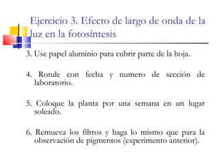 Ejercicio 3. Efecto de largo de onda de la
luz en la fotosíntesis
3. Use papel aluminio para cubrir parte de la hoja.
4. Rotule con fecha y numero de sección de
laboratorio.
5. Coloque la planta por una semana en un lugar
soleado.
6. Remueva los filtros y haga lo mismo que para la
observación de pigmentos (experimento anterior).
 