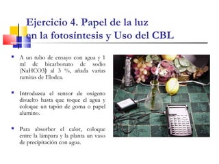  A un tubo de ensayo con agua y 1
ml de bicarbonato de sodio
(NaHCO3) al 3 %, añada varias
ramitas de Elodea.
 Introduzca el sensor de oxígeno
disuelto hasta que toque el agua y
coloque un tapón de goma o papel
alumino.
 Para absorber el calor, coloque
entre la lámpara y la planta un vaso
de precipitación con agua.
Ejercicio 4. Papel de la luz
en la fotosíntesis y Uso del CBL
 