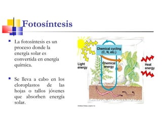 Fotosíntesis
 La fotosíntesis es un
proceso donde la
energía solar es
convertida en energía
química.
 Se lleva a cabo en los
cloroplastos de las
hojas o tallos jóvenes
que absorben energía
solar.
 