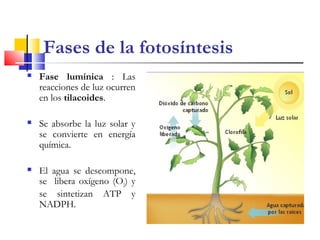 Fases de la fotosíntesis
 Fase lumínica : Las
reacciones de luz ocurren
en los tilacoides.
 Se absorbe la luz solar y
se convierte en energía
química.
 El agua se descompone,
se libera oxígeno (O2
) y
se sintetizan ATP y
NADPH.
 