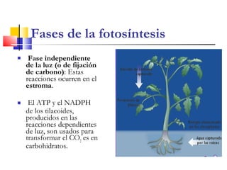  Fase independiente
de la luz (o de fijación
de carbono): Estas
reacciones ocurren en el
estroma.
 El ATP y el NADPH
de los tilacoides,
producidos en las
reacciones dependientes
de luz, son usados para
transformar el CO2
es en
carbohidratos.
Fases de la fotosíntesis
 