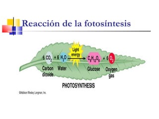 Reacción de la fotosíntesis
 