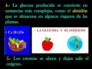 4.- La glucosa producida se convierte en
sustancias más complejas, como el almidón
que se almacena en algunos órganos de las
plantas.
5.- Los estomas se abren y dejan salir el
oxígeno.
 
