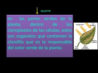 en las partes verdes de la
planta, dentro de los
cloroplastos de las células, estos
son organelos que contienen la
clorofila que es la responsable
del color verde de la planta.
ocurre
 