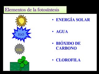 Elementos de la fotosíntesis
 