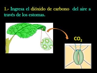 1.- Ingresa el dióxido de carbono del aire a
través de los estomas.
CO2
 