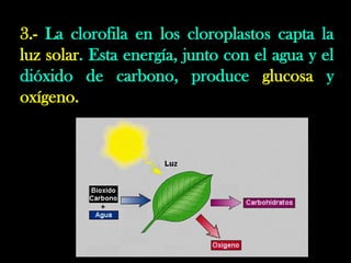 3.- La clorofila en los cloroplastos capta la
luz solar. Esta energía, junto con el agua y el
dióxido de carbono, produce glucosa y
oxígeno.
 