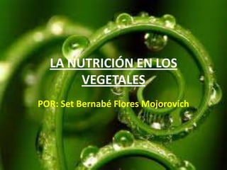 LA NUTRICIÓN EN LOS
VEGETALES
POR: Set Bernabé Flores Mojorovích
 