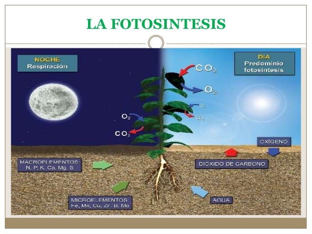 La fotosintesis