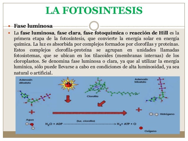 En Que Consiste La Fase Luminosa De La Fotosintesis