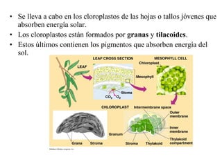 • Se lleva a cabo en los cloroplastos de las hojas o tallos jóvenes que
absorben energía solar.
• Los cloroplastos están formados por granas y tilacoides.
• Estos últimos contienen los pigmentos que absorben energía del
sol.
 