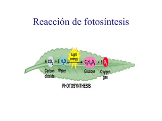 Reacción de fotosíntesis
 