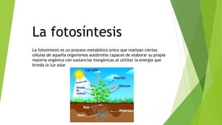 La fotosíntesis
La fotosíntesis es un proceso metabólico único que realizan ciertas
células de aquella organismos autótrofos capaces de elaborar su propia
materia orgánica con sustancias inorgánicas al utilizar la energía que
brinda la luz solar
 