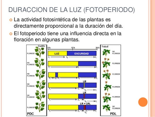 Que Es Fotoperiodismo En Las Plantas