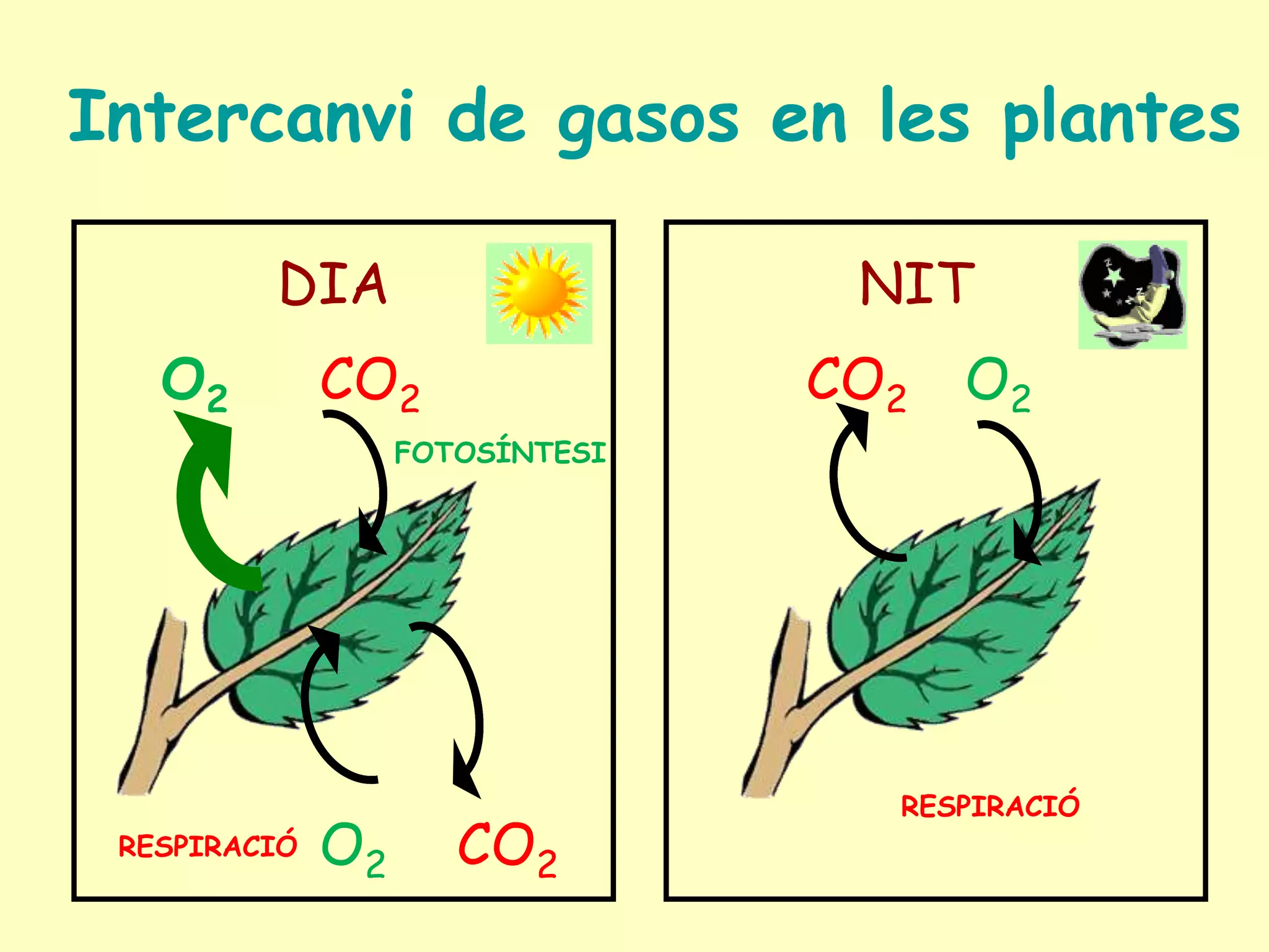 Intercanvi de gasos en les plantesDIANITO2CO2CO2O2FOTOSÍNTESIRESPIRACIÓO2CO2RESPIRACIÓ