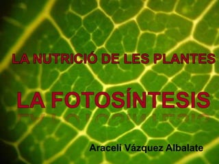 LA NUTRICIÓ DE LES PLANTES LA FOTOSÍNTESIS Araceli Vázquez Albalate 