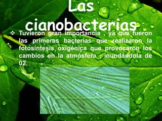 Las
cianobacterias Tuvieron gran importancia , ya que fueron
las primeras bacterias que realizaron la
fotosíntesis oxigénica que provocaron los
cambios en la atmósfera , inundándola de
02.
 