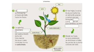 La fotosíntesis
 