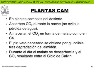 PLANTAS CAM En plantas carnosas del desierto. Absorben CO 2 durante la noche (se evita la pérdida de agua). Almacenan el CO 2 en forma de malato como en C4. El piruvato necesario se obtiene por glucolisis tras degradación del almidón. Durante el día el malato se descarboxila y el CO 2 resultante entra al Ciclo de Calvin